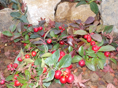 DSCN0268.JPG