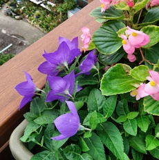 IMG_20171006_105907_888.jpg