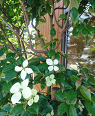 yamabousi2018-1.JPG