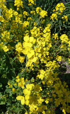 現場の菜の花