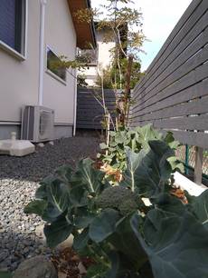 昨年の家庭菜園