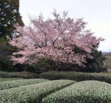 桜と茶畑 桜と茶畑