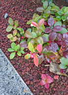 DSC_0745.JPG