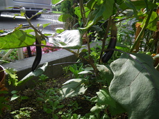IMGP4259.JPG