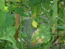 IMGP4265.JPG