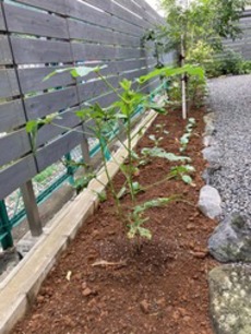 小さな家庭菜園